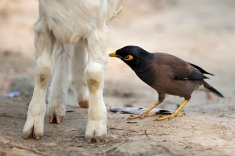 Common Myna (Acridotheres tristis) looking on a goat for ticks, Kaziranga National Park, India