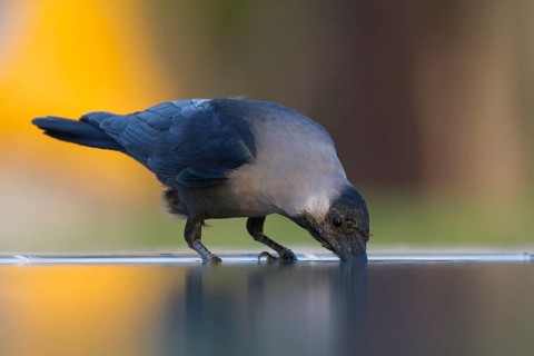 House Crow - Glanzkrähe - Corvus splendens, Oman