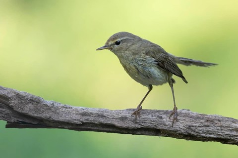 Common Chiffchaff (Phylloscopus collybita) perched on a branch, Lower Saxony, Germany