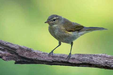 Common Chiffchaff (Phylloscopus collybita) perched on a branch, Lower Saxony, Germany