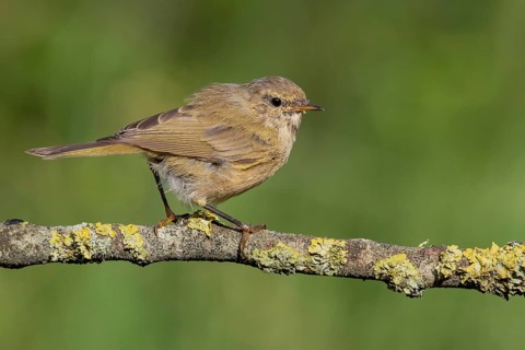 Common Chiffchaff (Phylloscopus collybita) perched on a branch, Lower Saxony, Germany