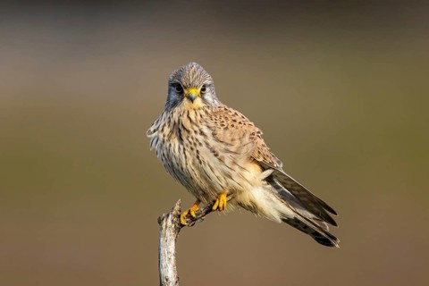 Common Kestrel (Falco tinnunculus) male perched on a branch, North Rhine-Westphalia, Germany