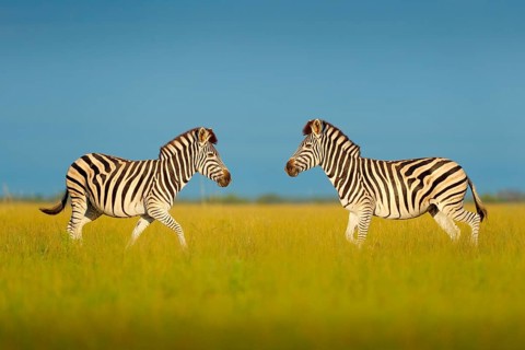 Zebra with blue storm sky. Burchell's zebra, Equus quagga burchellii, Nxai Pan National Park,