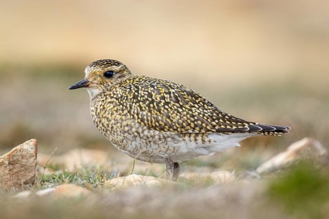 European golden plover (Pluvialis apricaria), resting during his migration travel to the south,