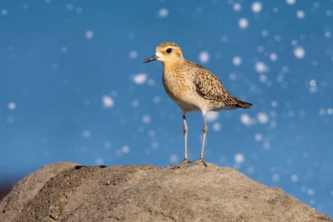 Pacific Golden Plover (Pluvialis fulva), Victoria, Australia
