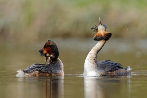 Great Crested Grebe (Podiceps cristatus) pair displaying, North Rhine-Westphalia, Germany