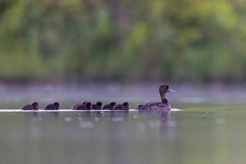 Tufted Duck (Aythya fuligula) female with chicks, North Rhine-Westphalia, Germany