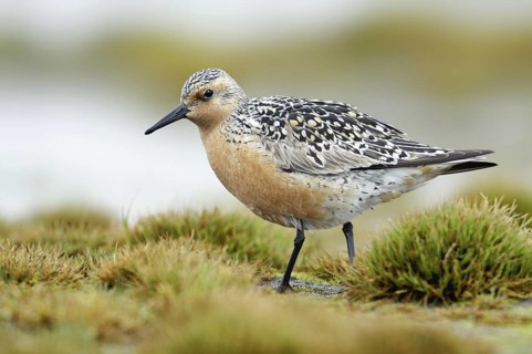 Red Knot (Calidris canutus), Alaska, USA