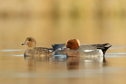 Eurasian Wigeon males swimming arround female in golden hour from low point of view in the