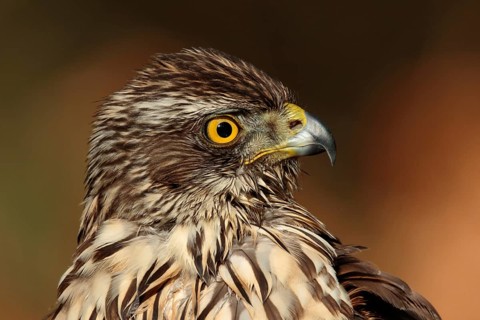 Northern Goshawk (Accipiter gentilis) juvenile, Utrecht, Netherlands