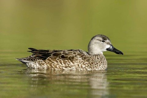 Blue-winged Teal (Spatula discors) female, Arizona, USA
