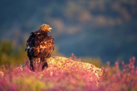 Golden Eagle (Aquila chrysaetos) perched on a rock amongst flowers, Madrid, Spain