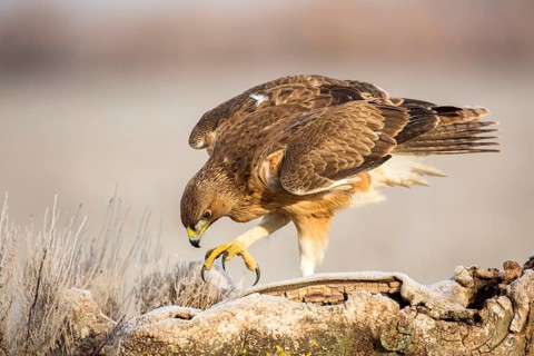 Bonelli's Eagle (Aquila fasciata) juvenile, Castile-La Mancha, Spain