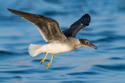 White-eyed Gull (Ichthyaetus leucophthalmus) flying, Eilat, Israel