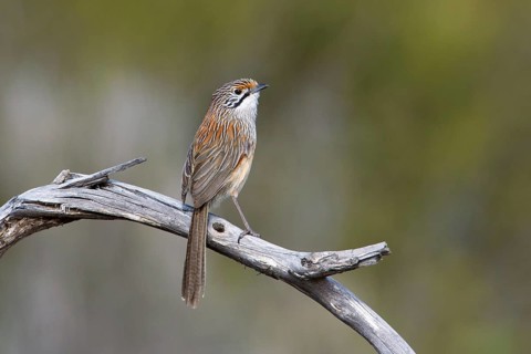 Striated Grasswren (Amytornis striatus striatus) perched on a branch, Victoria, Australia