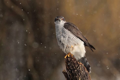 Northern Goshawk (Accipiter gentilis) female, Baden-Wuerttemberg, Germany