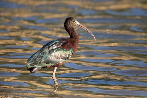 Glossy Ibis (Plegadis falcinellus) foraging, Queensland, Australia