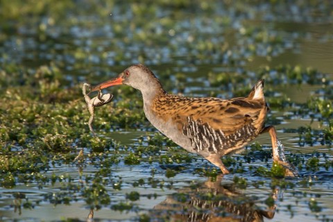 Water Rail (Rallus aquaticus) with frog prey in its beak, Thuringia, Germany