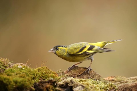 Eurasian Siskin (Spinus spinus) male, Lower Saxony, Germany