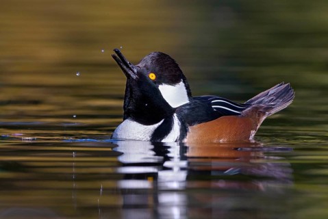 Hooded Merganser (Lophodytes cucullatus) male, British Columbia, Canada