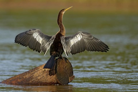 Anhinga, water bird in the river nature habitat. Water bird from Costa Rica. Heron in the water.