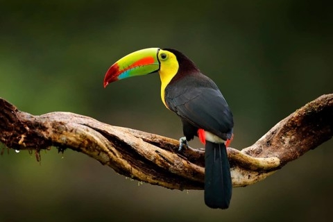 Keel-billed Toucan, Ramphastos sulfuratus, bird with big bill. Toucan sitting on branch in the