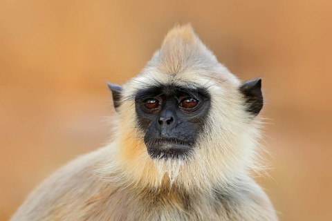 Common Langur, Semnopithecus entellus, monkey sitting in grass, nature habitat, Sri Lanka. Feeding
