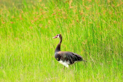 Spur-winged goose, Plectropterus gambensis, big black African bird with red bill sitting in green