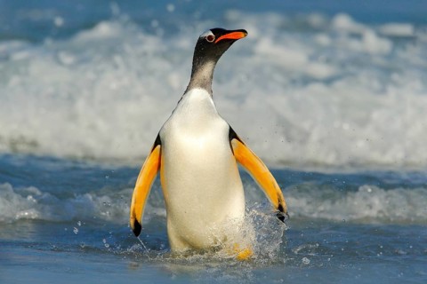 Bird in the water. Gentoo penguin jumps out of the blue water while swimming through the ocean in