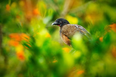 Rufous-vented Chachalaca, Ortalis ruficauda, exotic tropical bird in the forest nature habitat,