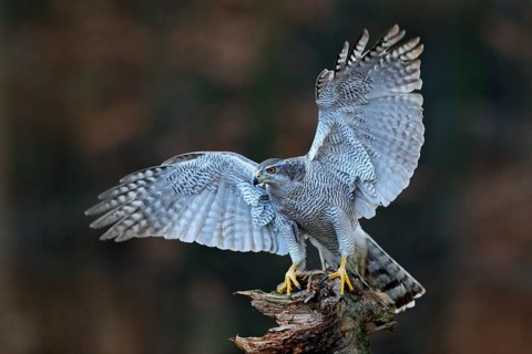 Goshawk flying, bird of prey with open wings with evening sun back light, nature forest habitat,