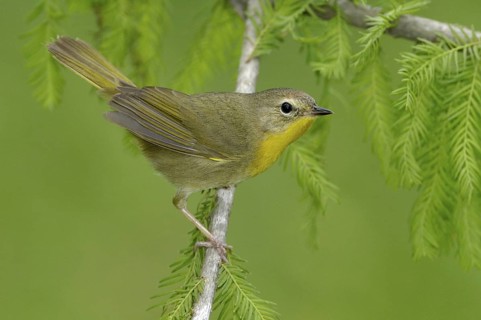 Common Yellowthroat (Geothlypis trichas), Texas, USA