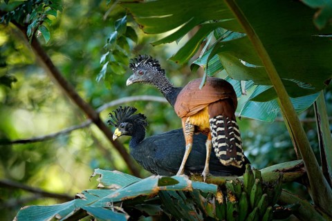 Pair of Great curassow, Crax rubra, in the nature forest habitat, birds sitting on the palm leave