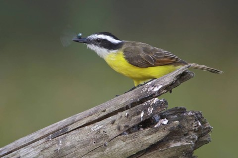 Lesser Kiskadee (Philohydor lictor), Manu National Park, Peru
