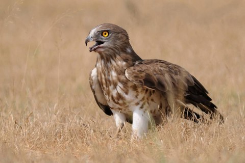 Short-toed Snake Eagle (Circaetus gallicus), India