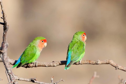 Rosy-faced Lovebird (Agapornis roseicollis), Namibia