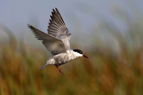 Whiskered Tern (Chlidonias hybrida) flying, Andalusia, Spain