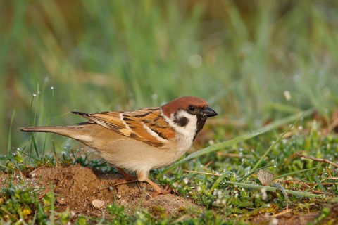 Eurasian Tree Sparrow (Passer montanus), Baden-Wuerttemberg, Germany