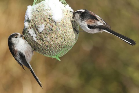 Long-tailed Tit (Aegithalos caudatus), Lower Saxony, Germany