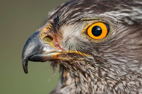 Northern Goshawk (Accipiter gentilis), Lower Saxony, Germany