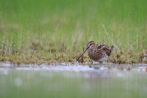 Common Snipe (Gallinago gallinago) foraging, North Rhine-Westphalia, Germany
