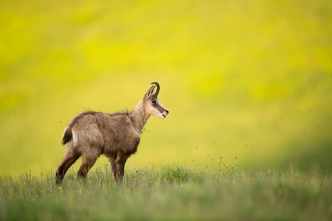 Chamois (Rupicapra rupicapra) adult standing in alpine meadow, France