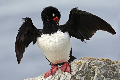 Rock Shag, Phalacrocorax magellanicus. Black and white cormorant Rock Shag with red bill. Sea bird