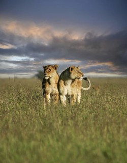 Löwe (Panthera leo) zwei Weibchen zusammen in Savanne im Sonnenuntergang, Serengeti, Tansania |