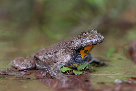 Yellow-bellied Toad (Bombina variegata) adult sitting in puddle, North Rhine-Westphalia, Germany
