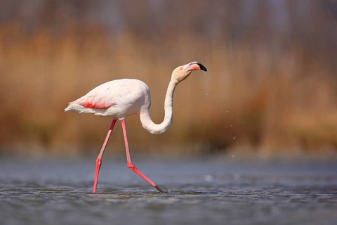 Greater Flamingo, Phoenicopterus ruber, beautiful pink big bird in dark blue water, with evening