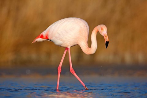 Beautiful pink bird in the water. Greater Flamingo, Phoenicopterus ruber, Nice pink big bird, head