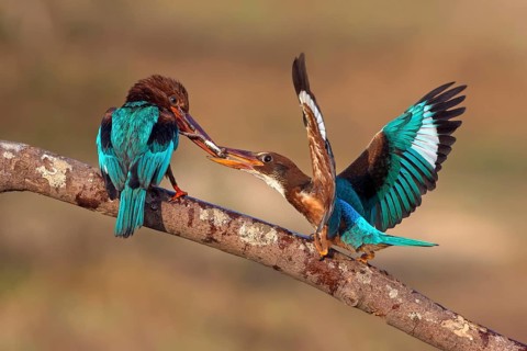White-throated Kingfisher (Halcyon smyrnensis) feeding juvenile, Malaysia