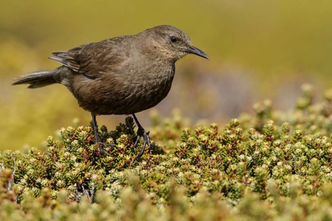 Blackish (Tussock Bird) Cincloides (Cinclodes antarcticus) on the ground in the Falkland Islands