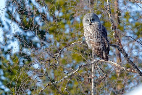 Great Grey Owl (Strix nebulosa) female, Kuusamo, Finland